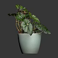 Beautiful Decorative Plant with Green and Red Leaves in White Ceramic Pot on White Background