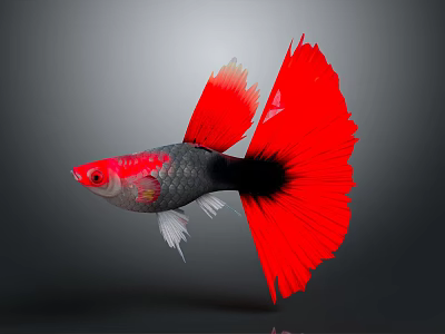 Vibrant Red Tailed Tropical Fish With Black Silver Body On Gray Background 3d model