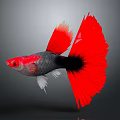 Vibrant Red Tailed Tropical Fish With Black Silver Body On Gray Background