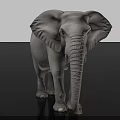 Gray Elephant With Large Ears And Long Trunk Standing On Black Background