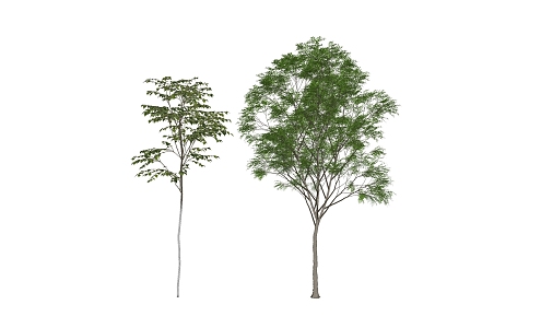 The Modern Tree 3d model