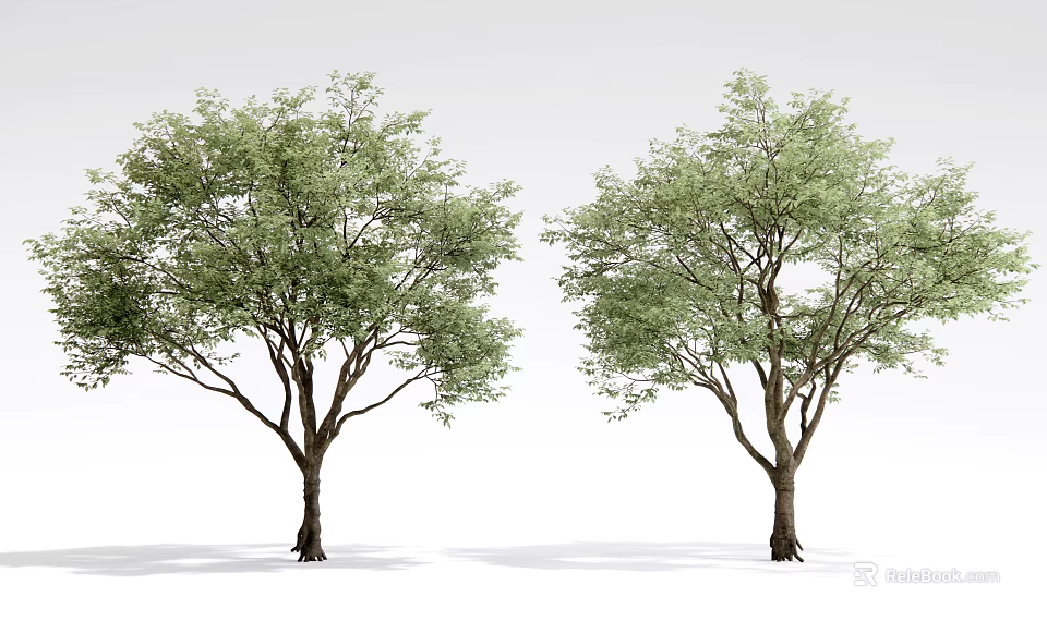 Two Arbor Trees With Lush Green Foliage And Brown Trunks On White Background 3d model 