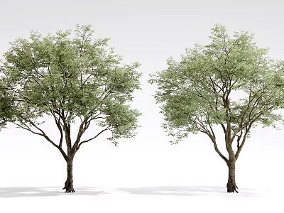 Two Arbor Trees With Lush Green Foliage And Brown Trunks On White Background 3d model