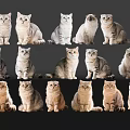 Different Breeds of Sitting Cats in Three Rows With Black Background White Gray Orange Colors