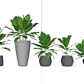 Lush Bonsai Potted Plants in White Pots with Green Leaves and Various Sizes