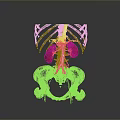 3D Anatomical Medical Device with Transparent Skeleton Structure Kidneys and Blood Vessels for Education