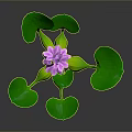 Vibrant Plant With Green Leaves And Purple Flowers On Dark Background With Reflection