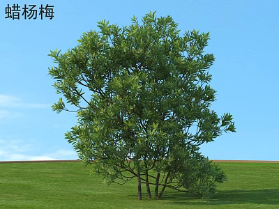 Wax Myrtle Shrub With Green Foliage In Outdoor Grass Field Under Blue Sky 3d model