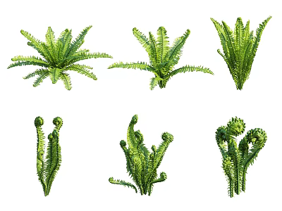 Beautiful Green Ferns Various Types Decorative Plants For Home Garden Use 3d model