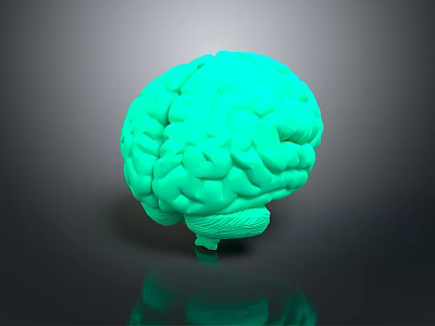 Advanced Medical Device 3D Brain Anatomical Model for Neuroscience Research and Training 3d model