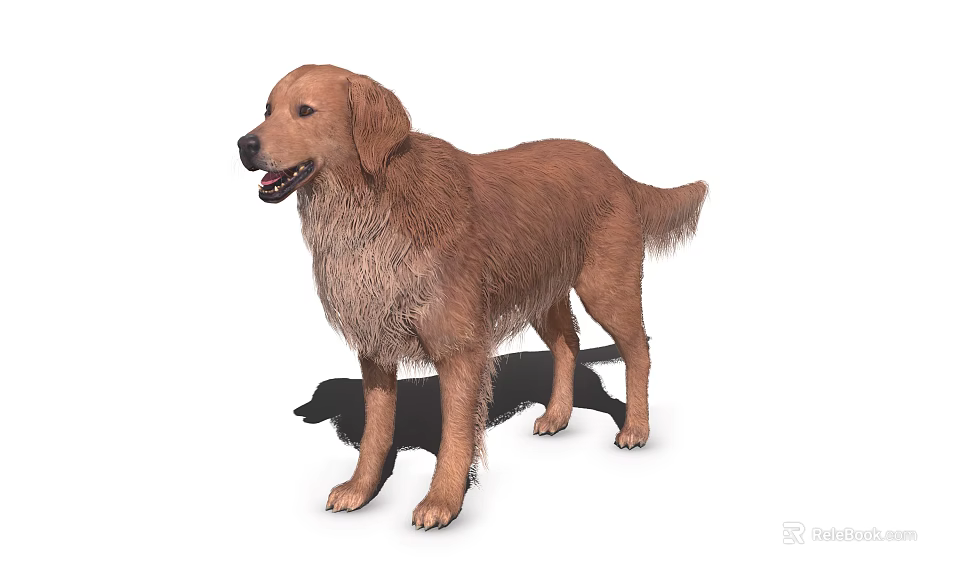 Brown Golden Retriever Dog Standing With Fluffy Fur And Friendly Expression 3d model 