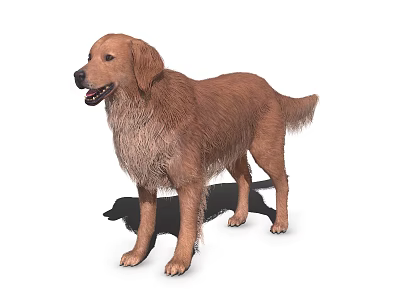 Brown Golden Retriever Dog Standing With Fluffy Fur And Friendly Expression 3d model