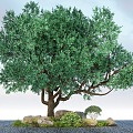 Modern Landscape Trees Oil Olive Trees Landscape Trees Street Trees 3d model