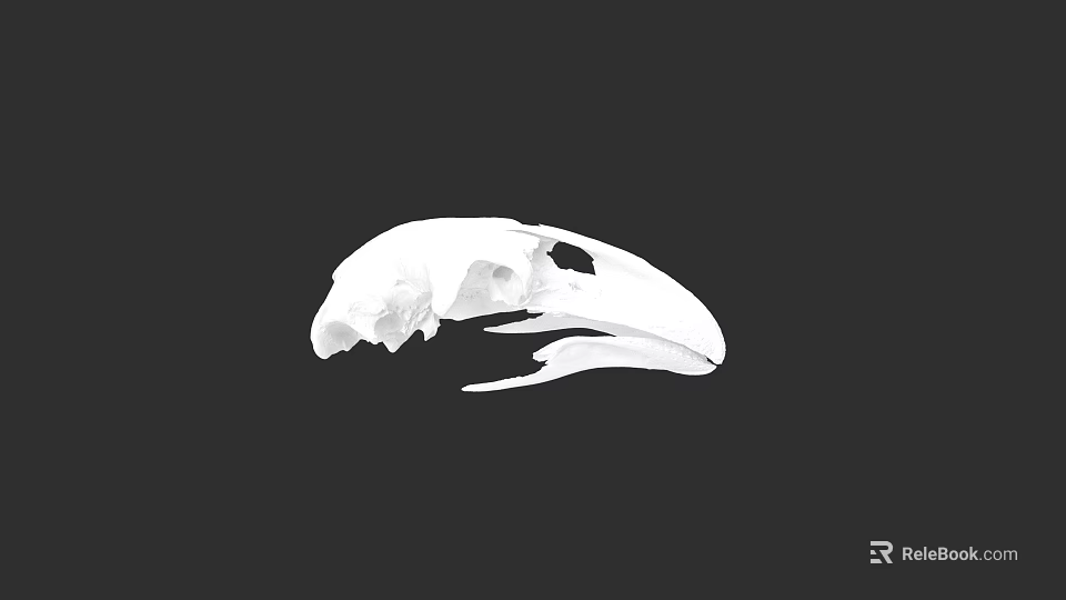Anatomical White Bird Skull With Detailed Features On Black Background 3d model 
