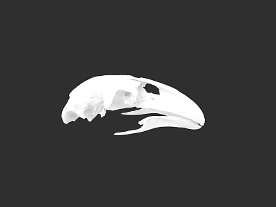 Anatomical White Bird Skull With Detailed Features On Black Background 3d model