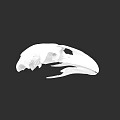 Anatomical White Bird Skull With Detailed Features On Black Background