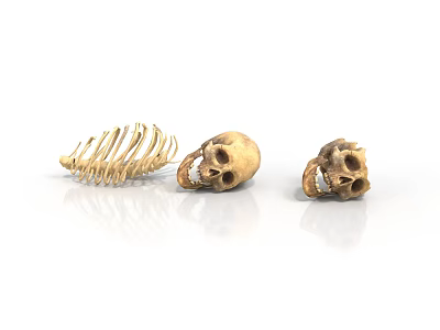 Animal Skeletons And Skulls Display On White Background With Detailed Structure 3d model