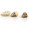 Animal Skeletons And Skulls Display On White Background With Detailed Structure
