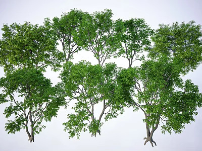 Lush Green Arbor Trees With Dense Foliage And Strong Trunks In Natural Scene 3d model
