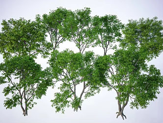 Modern Tree Landscape Tree Big Tree Garden Tree 3d model