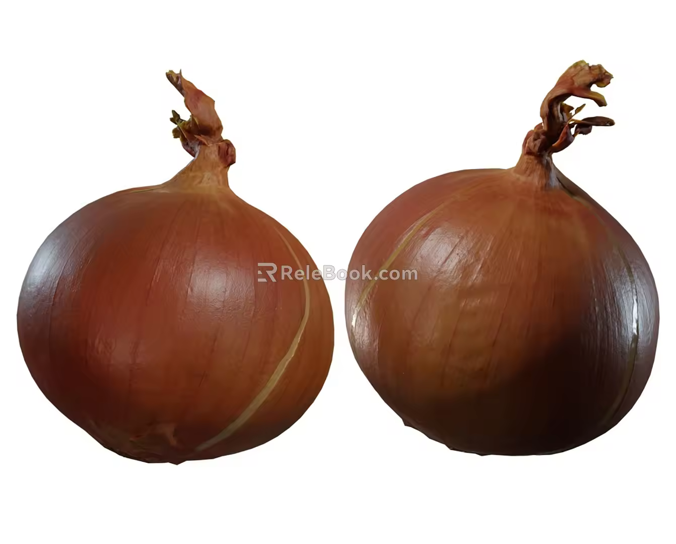 Onion and onion 3d model