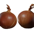 Onion and onion 3d model