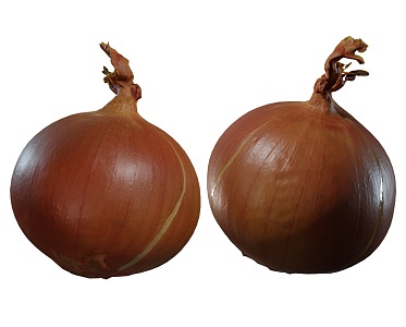 Onion and onion 3d model