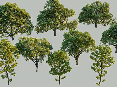 Diverse Types of Vibrant Arbor Trees with Lush Green Foliage for Landscaping 3d model