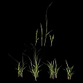 Fresh Green Grass Plants Growing in Various Heights Isolated on Black Background