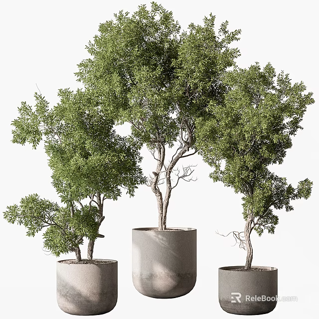 Multiple Bonsai Trees with Lush Foliage in Cylindrical Concrete Pots And Styled Trunks 3d model 