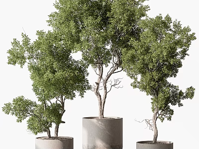 Multiple Bonsai Trees with Lush Foliage in Cylindrical Concrete Pots And Styled Trunks 3d model