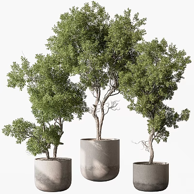 Multiple Bonsai Trees with Lush Foliage in Cylindrical Concrete Pots And Styled Trunks 3d model