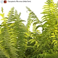 Lush Green Fern Plants With Fresh Fronds And Various Leaf Shapes