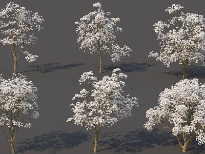 Beautiful Arbor Trees With White Flowers In Various Natural Forms 3d model