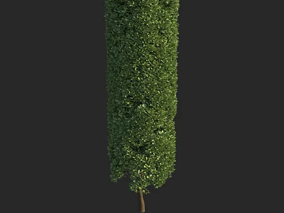 Trimmed Cylindrical Evergreen Arbor With Lush Foliage For Garden Landscape Design 3d model