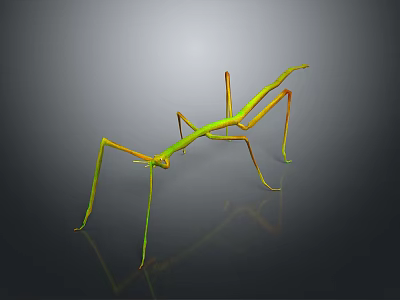Green and Yellow Praying Mantis With Long Legs on Gray Background 3d model