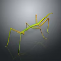 Green and Yellow Praying Mantis With Long Legs on Gray Background