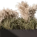 Garden Ornament Featuring Black Rectangular Planter With Pampas Grass And Green Foliage 3d model