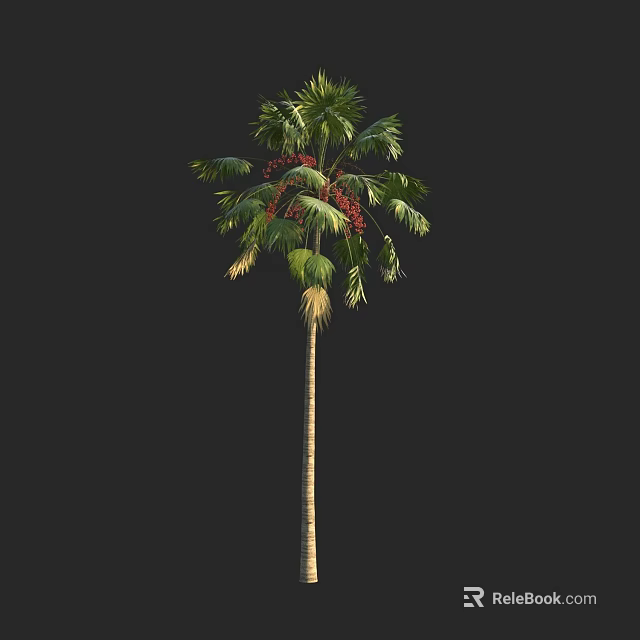 Tall Palm Tree With Green Fronds And Red Fruits Against Black Background 3d model 