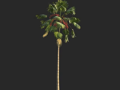 Tall Palm Tree With Green Fronds And Red Fruits Against Black Background 3d model