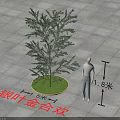 Silver Leaf Acacia Tree with 1.5m Crown Diameter and 1.8m Human Height Reference 3d model