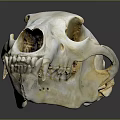 Detailed Isolated Animal Skull With White Bone Structure And Sharp Teeth On Gray Background