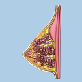 Female Breast Anatomy Structure Showing Mammary Gland Tissue And Duct Details In Medical Illustration