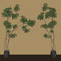 Bonsai Potted Plants with Green Leaves and Slender Branches in Black Pots Against Beige Wall