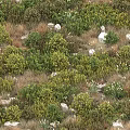 Lush Green Shrubs And White Flowers In Meadow With Scattered Stones