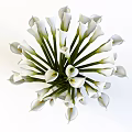 White Calla Lilies Arrangement In Transparent Glass Vase With Green Stems And Water