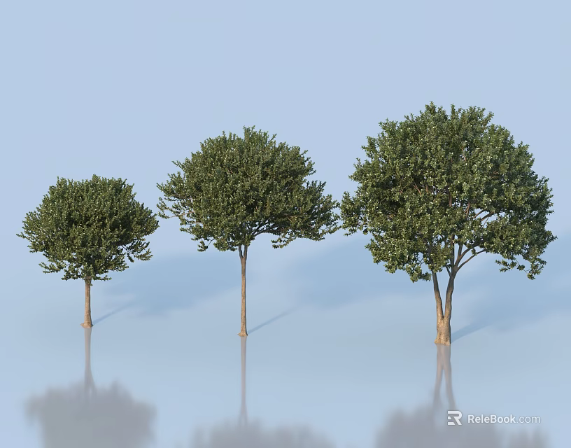 Three Arbor Trees With Different Sizes Green Leaves Trunks Light Blue Background And Reflections 3d model