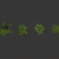 Four Different Green Plants on White Smooth Surface with White Background