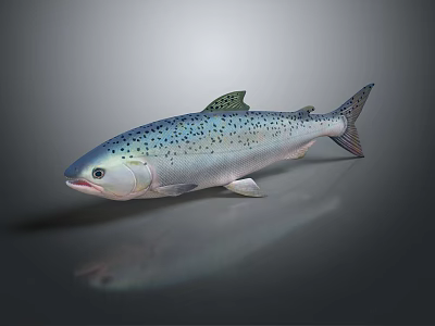 Fresh Silver Salmon With Blue Spots And Shiny Appearance Isolated On Gray Background 3d model