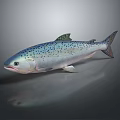 Fresh Silver Salmon With Blue Spots And Shiny Appearance Isolated On Gray Background